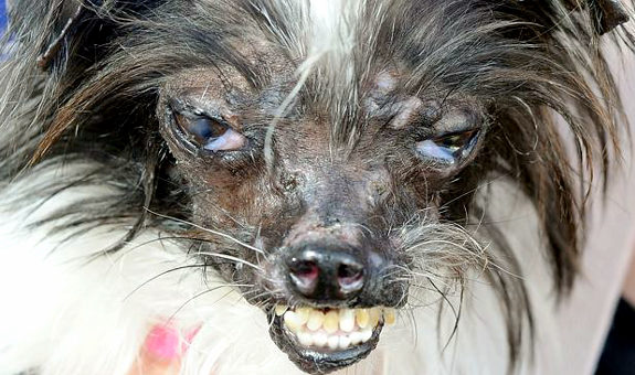 世界一ブサイクな犬が思った以上にブサイクすぎる ファニーフォトグラフ 世界一ブサイクな犬が思った以上にブサイクすぎる ファニーフォトグラフ
