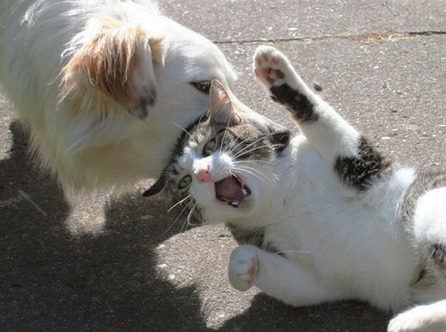 犬に噛まれてる猫 笑った画像置き場 犬に噛まれてる猫 笑った画像置き場