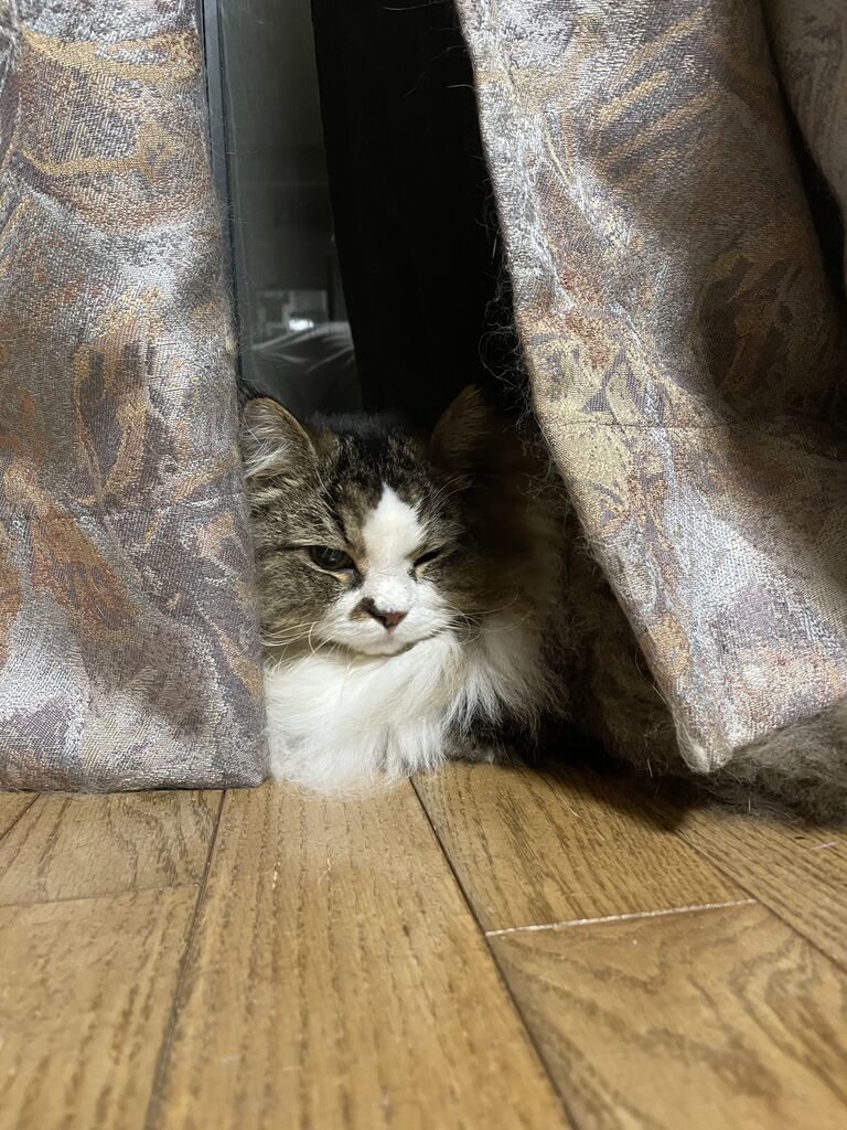 テンは本当に怖がりです 猫鍋 Diary第二章 ラガマフィン なぎ テン と暮らす毎日 テンは本当に怖がりです 猫鍋 Diary第二章 ラガマフィン なぎ テン と暮らす毎日