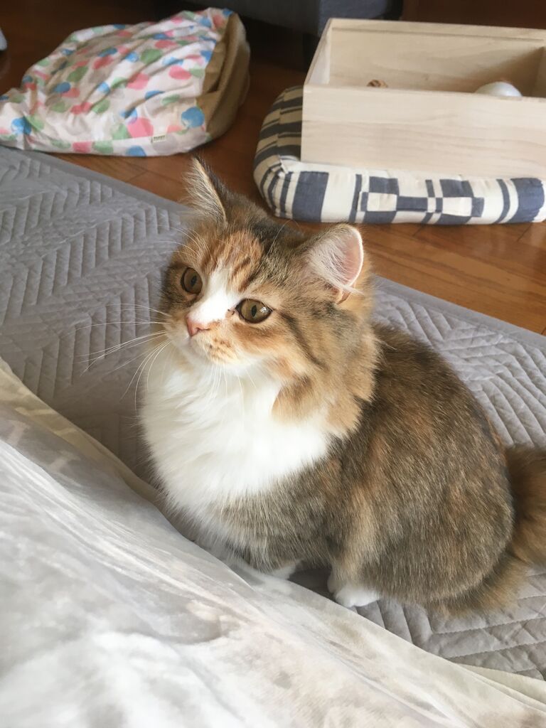 なぎの存在とは 猫鍋 Diary ラガマフィンのなぎと暮らす毎日