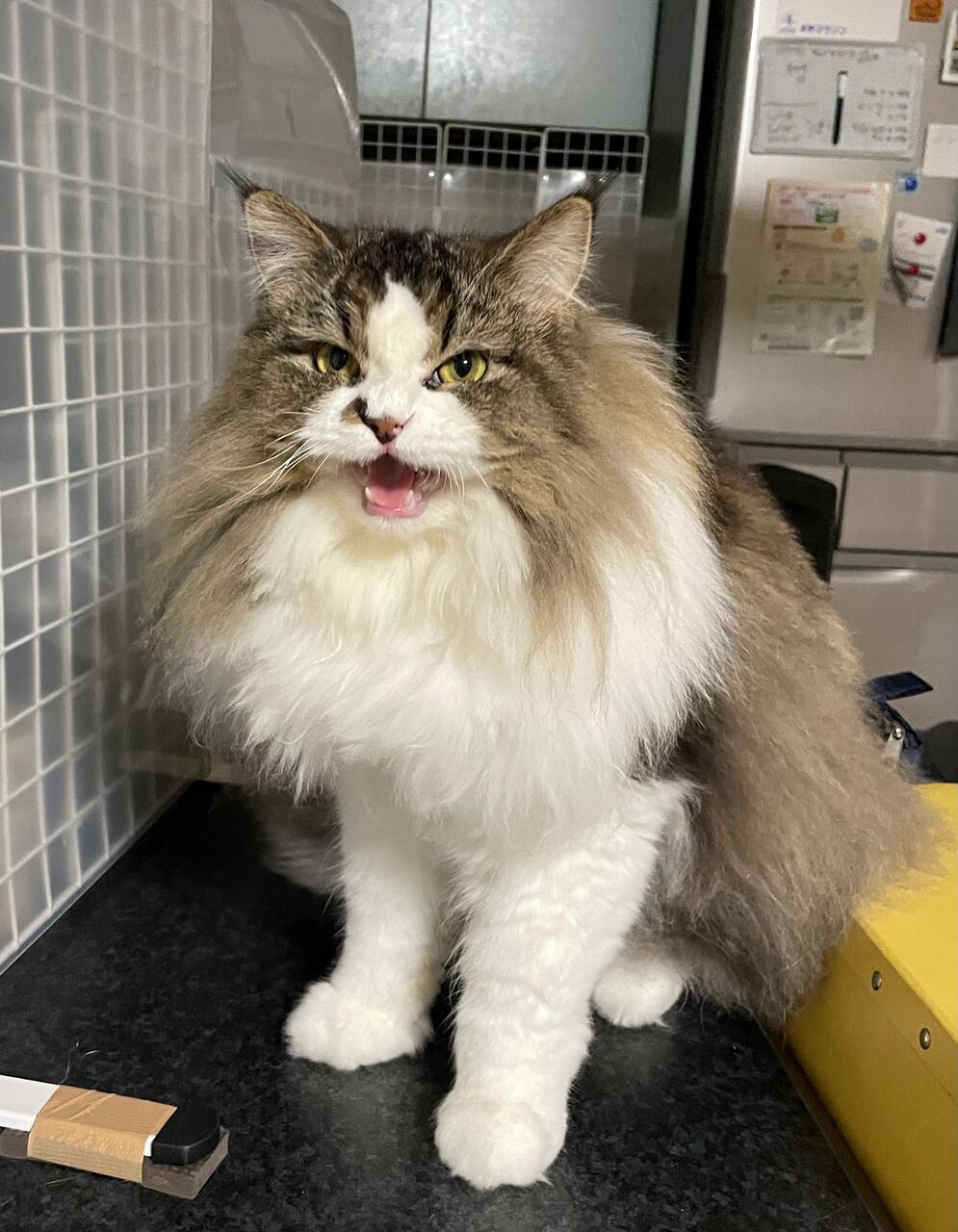 雷鳴 猫鍋 Diary第二章 ラガマフィン なぎ テン と暮らす毎日