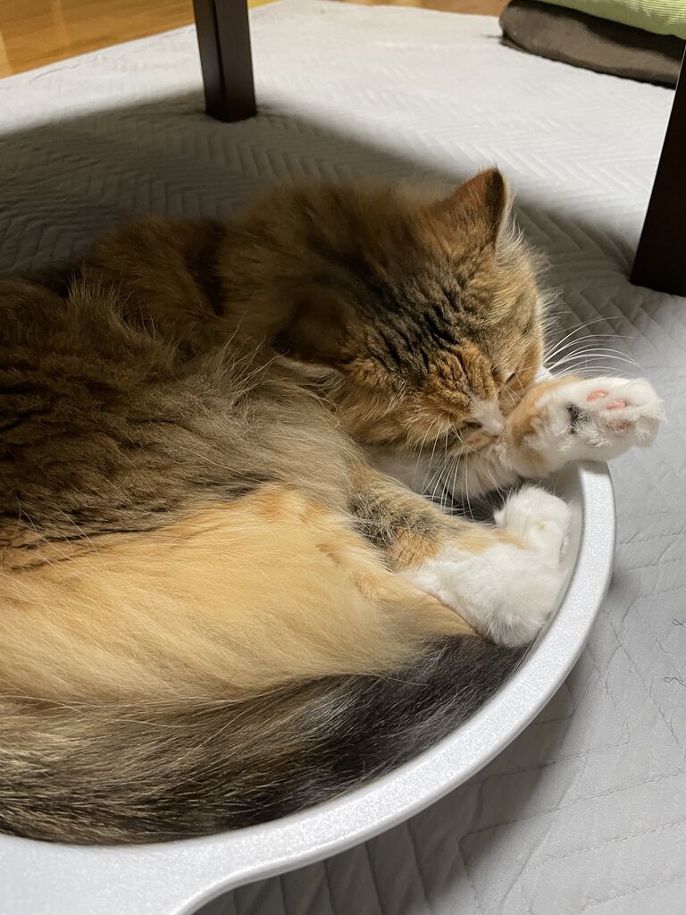 猫は綺麗好き 猫鍋 Diary ラガマフィンのなぎと暮らす毎日 猫は綺麗好き 猫鍋 Diary ラガマフィンのなぎと暮らす毎日