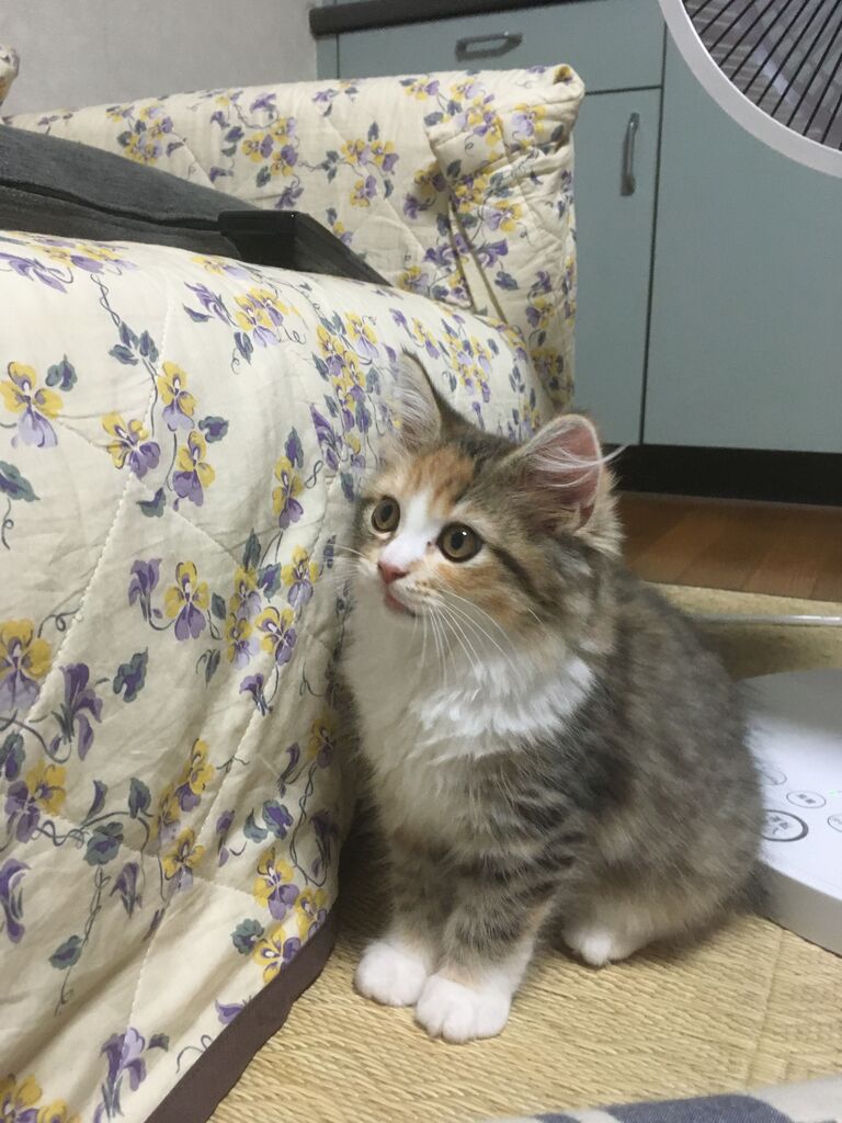 なぎ 凶暴になる 猫鍋 Diary第二章 ラガマフィン なぎ テン と暮らす毎日
