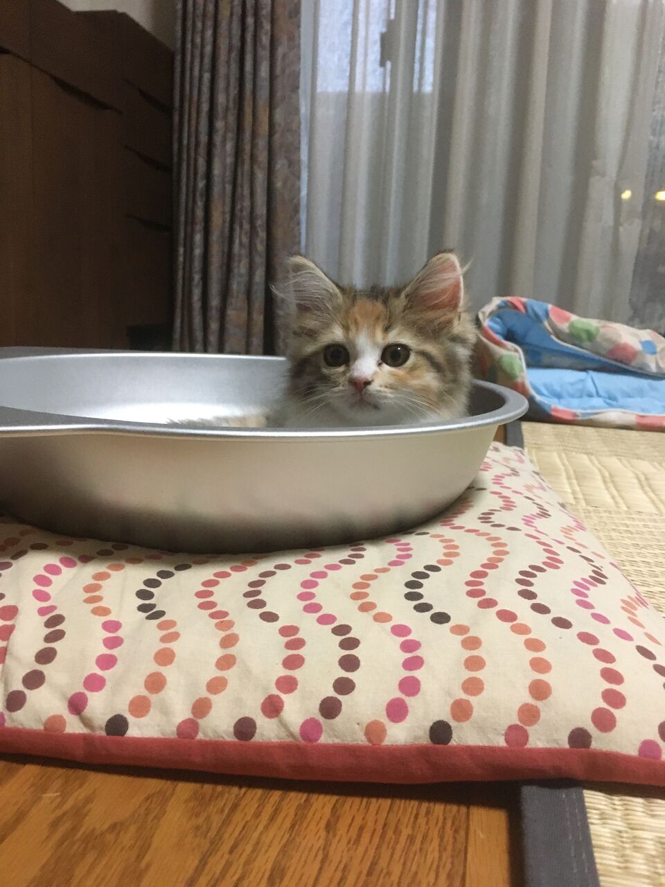 猫鍋 猫鍋 Diary第二章 ラガマフィン なぎ テン と暮らす毎日 猫鍋 猫鍋 Diary第二章 ラガマフィン なぎ テン と暮らす毎日
