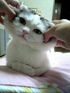 agpiZWViZWUyc2VlchQLEgxJbWFnZUFuZFRleHQY3oNnDA