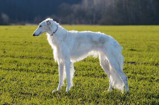 shutterstock_252401266