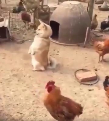 キャプチャ