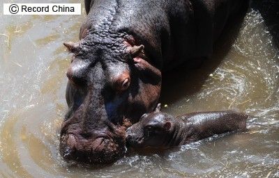 子供カバと記念撮影しようとした中国人 母親カバに襲われ死亡 ガハろぐnewsヽ W ズコー 子供カバと記念撮影しようとした中国人 母親カバに襲われ死亡 ガハろぐnewsヽ W ズコー