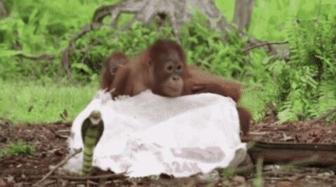 キャプチャ