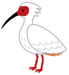 bird_toki