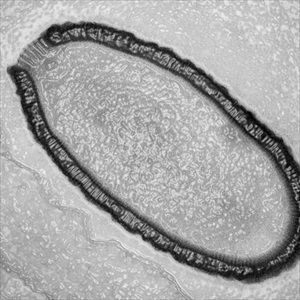 pithovirus-sibericum