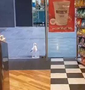 キャプチャ