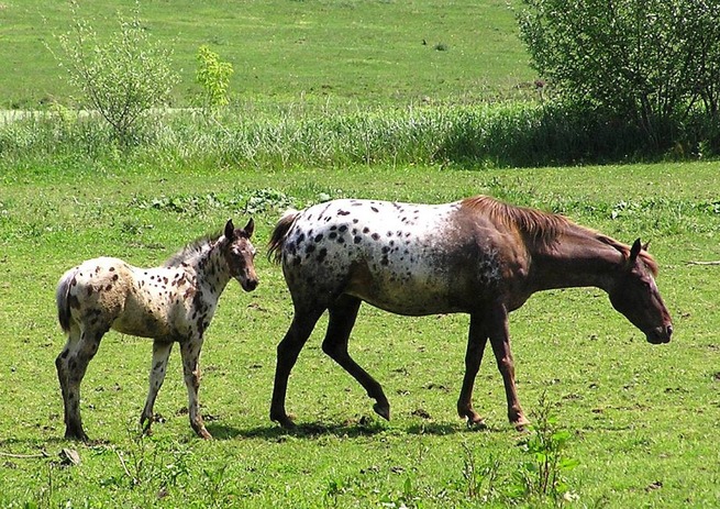 state-animal-baby-17