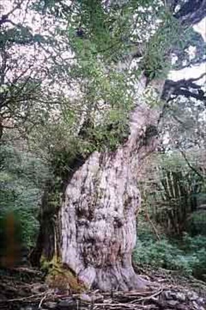 yakushima_3_1_R