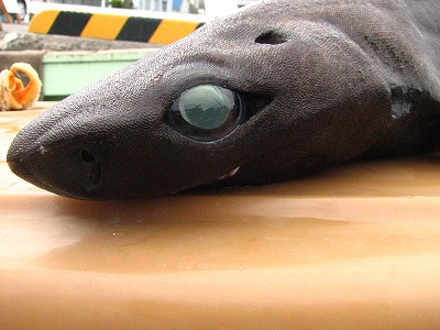 vlomoshiro008420