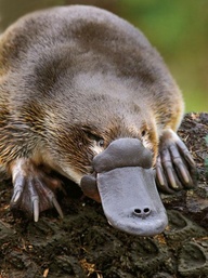 platypus