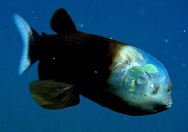 fish