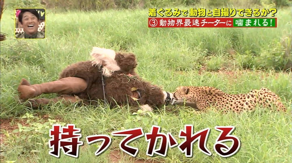 狩野英孝 35 が猛獣と自撮りするバラエティ番組 坂上探検隊 が大炎上 ガハろぐnewsヽ W ズコー 狩野英孝 35 が猛獣と自撮りするバラエティ番組 坂上探検隊 が大炎上 ガハろぐnewsヽ W ズコー