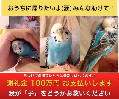 町田市で失踪したインコのキンキンちゃん 見つけた方に謝礼金100万円 ガハろぐnewsヽ W ズコー 町田市で失踪したインコのキンキンちゃん 見つけた方に謝礼金100万円 ガハろぐnewsヽ W ズコー