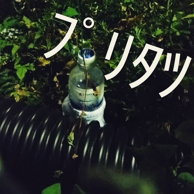 11850402_1463349343990356_176128254_n