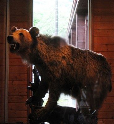 福岡大ワンゲル同好会羆事件のヒグマの執拗な粘着力を知ったら小便チビるよね ガハろぐnewsヽ W ズコー 福岡大ワンゲル同好会羆事件のヒグマの執拗な粘着力を知ったら小便チビるよね ガハろぐnewsヽ W ズコー