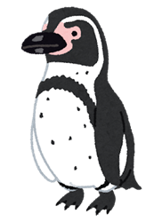 penguin16_humboldt