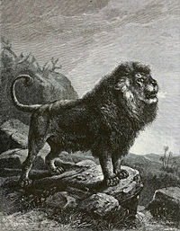 200px-BarbaryLionB1898bw