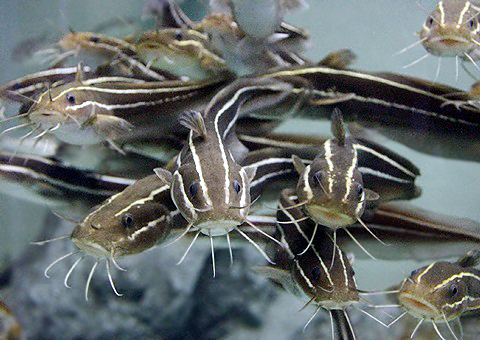 gonzuiWM
