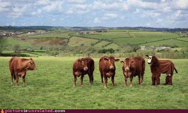 wtf_pictures_29