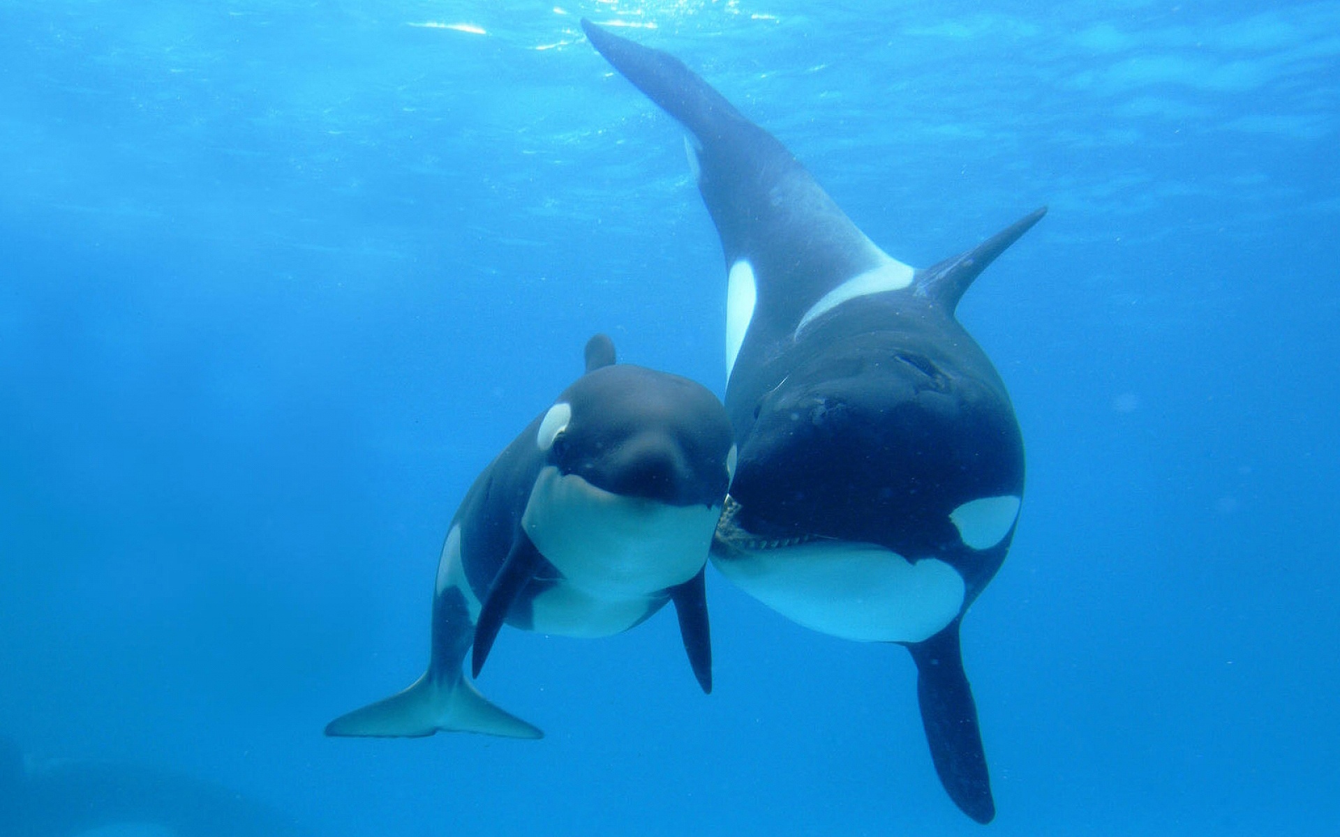 シャチとかいう見た目でかなり得してる動物 ガハろぐnewsヽ W ズコー シャチとかいう見た目でかなり得してる動物 ガハろぐnewsヽ W ズコー