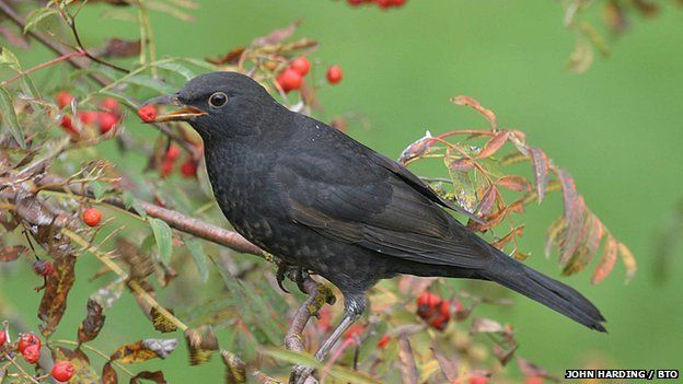 _63892387_blackbird1(johnharding)