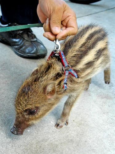 イノシシの赤ちゃん「うり坊」を保護 飼われていた模様 : ガハろぐNewsヽ(・ω・)/ズコー