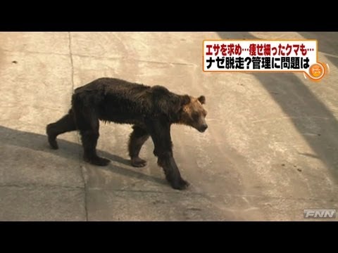 パンくんで有名な熊本阿蘇の動物園でクマの共食い惨殺事件が発生 ヴォー ゴォウアー バリバリ ボリボリ 音が響き渡る ガハろぐnewsヽ W ズコー パンくんで有名な熊本阿蘇の動物園でクマの共食い惨殺事件が発生 ヴォー ゴォウアー バリバリ ボリボリ 音が響き渡る ガハろぐnewsヽ W ズコー