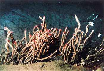 img_1513b3355a833fe3ea5c6958e27e0bd941775