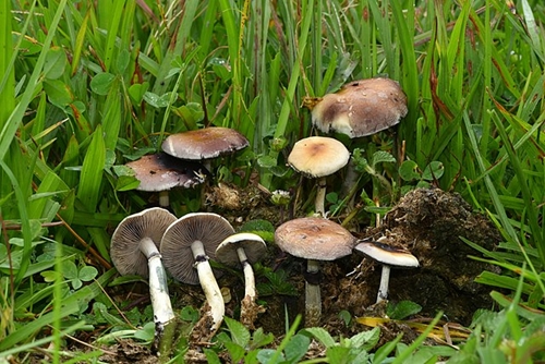 640px-Cubensis_Xalapa_2