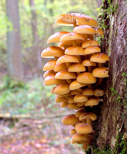 495px-XN_Flammulina_velutipes_473