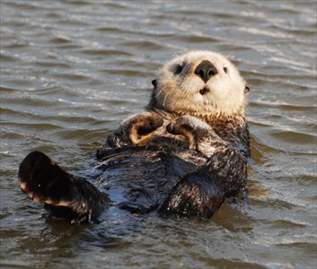 Sea-Otter-LeDent_R