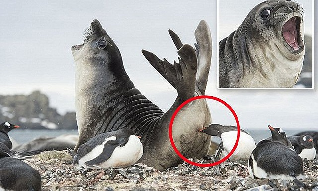 写真 ペンギンの縄張りに侵入したアザラシ 赤ちゃんペンギンに攻撃され悶絶 ガハろぐnewsヽ W ｽﾞｺｰ