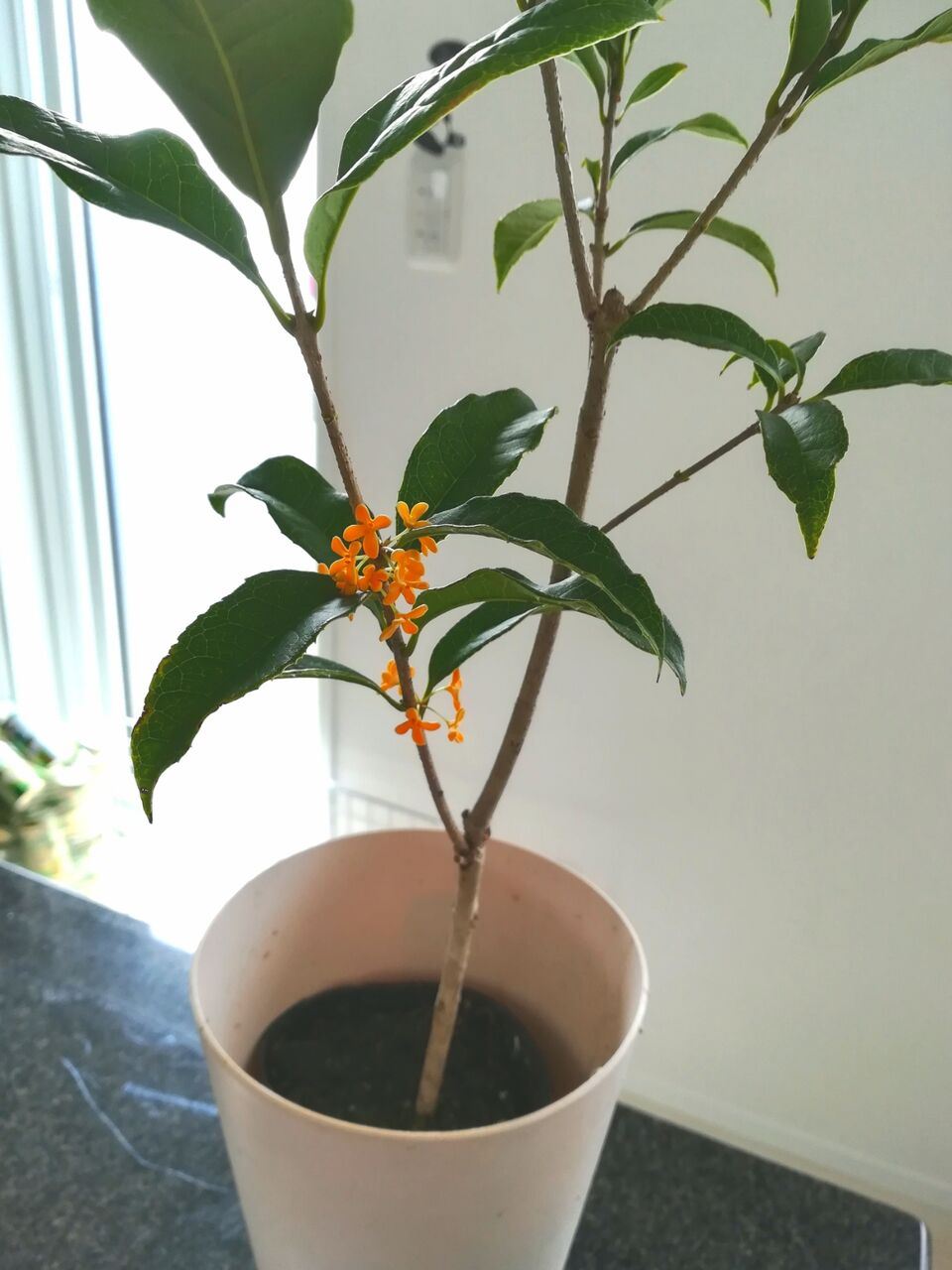 金木犀 北海道で育つかなあ 節約ライフを楽しまなきゃ