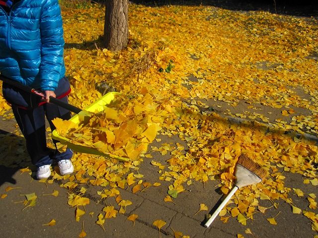 イチョウの葉を畑に埋めると畑の土改良になる 節約ライフを楽しまなきゃ イチョウの葉を畑に埋めると畑の土改良になる 節約ライフを楽しまなきゃ
