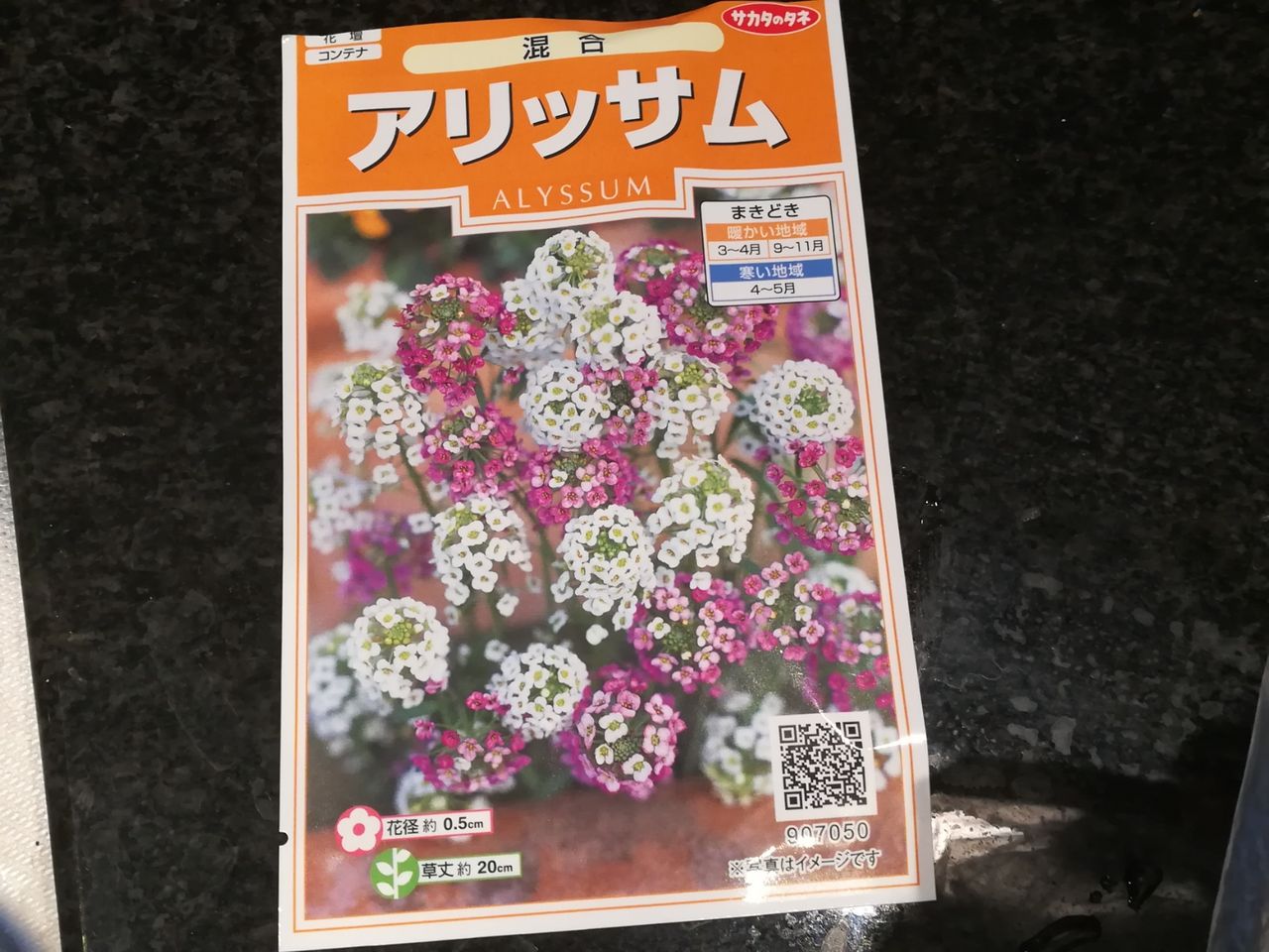 塀の外の砂利に何を植える 苗は無理なので種を蒔くしかない 節約ライフを楽しまなきゃ