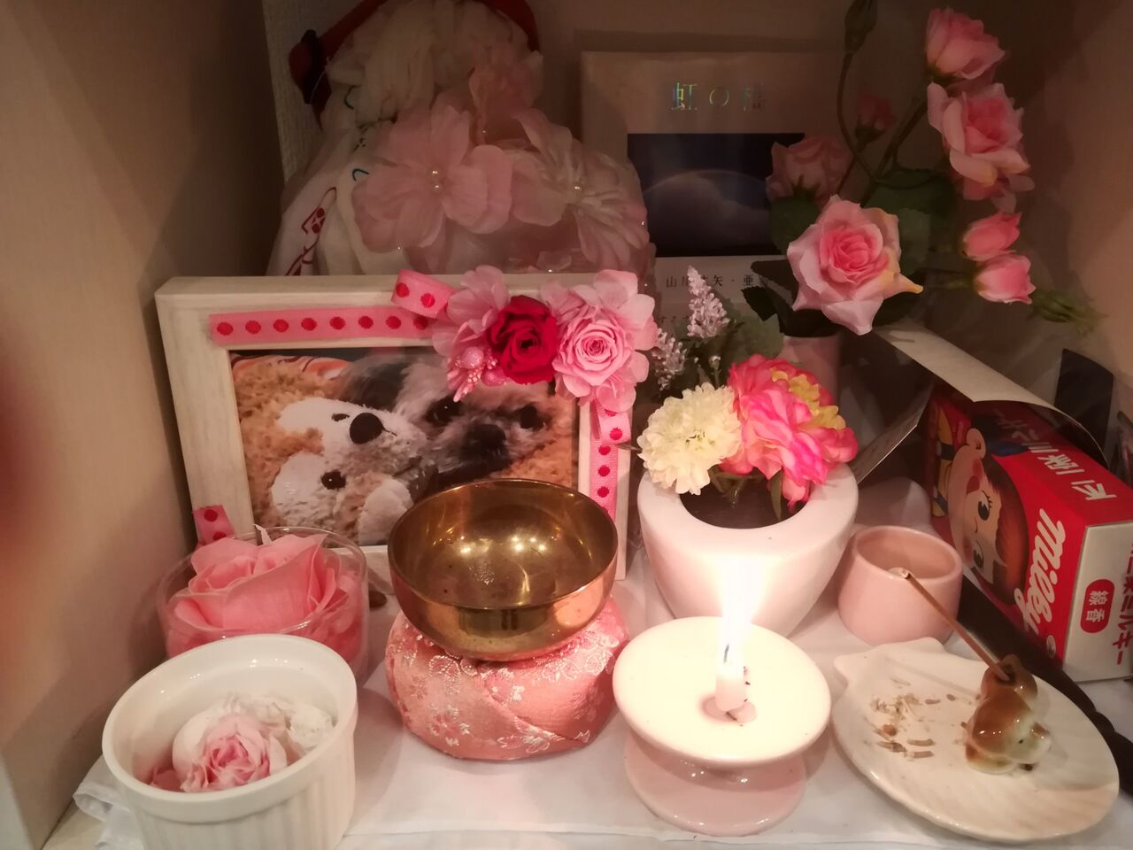 犬の誤飲 ロキソニンテープを食べた 節約ライフを楽しまなきゃ