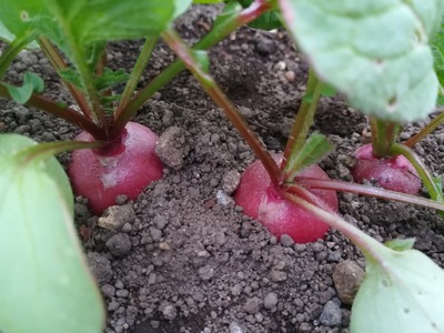 二十日大根ラデッシュと大根の間引き菜の収穫 節約ライフを楽しまなきゃ 二十日大根ラデッシュと大根の間引き菜の収穫 節約ライフを楽しまなきゃ