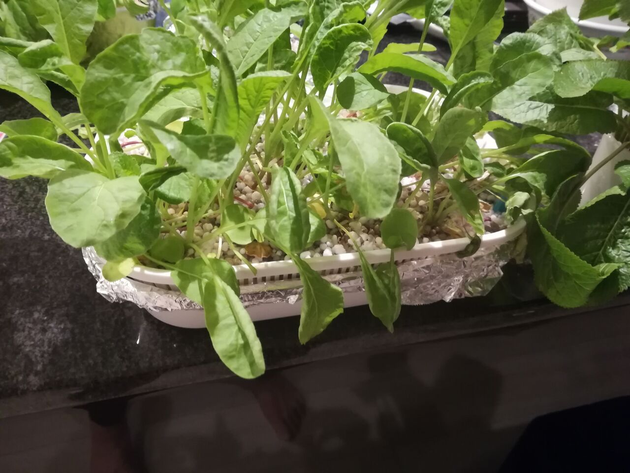 キッチンガーデン 水耕栽培挑戦中v V 節約ライフを楽しまなきゃ