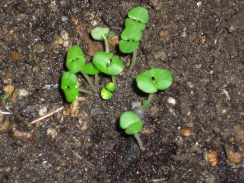 バジル芽プランターに植えました 節約ライフを楽しまなきゃ