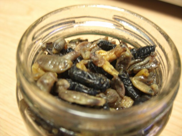 水だけで増える丈夫な観葉植物 ポトス 節約ライフを楽しまなきゃ