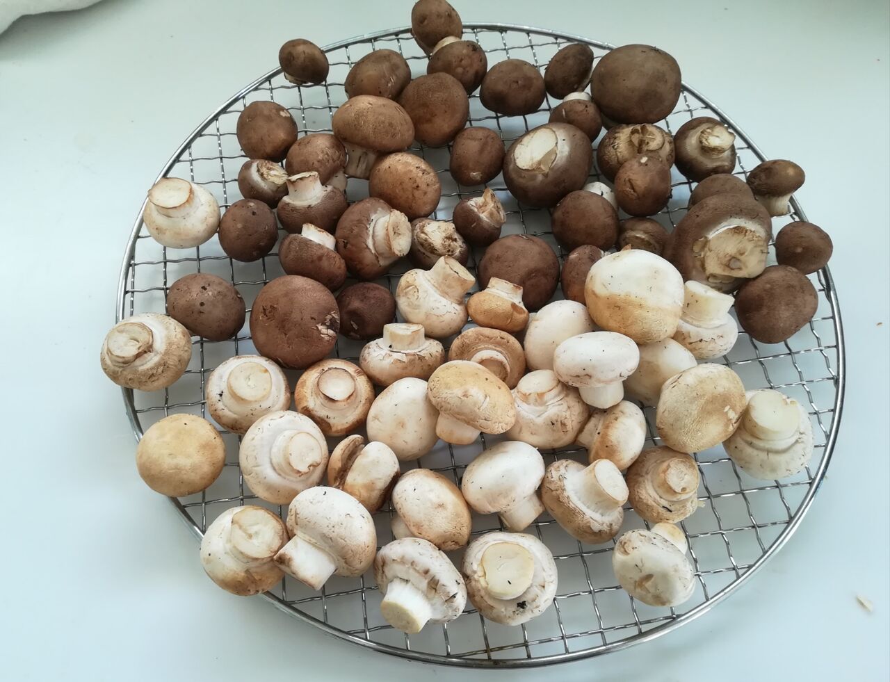 ダウンロード済み マッシュルーム ぬるぬる 無料のストック画像