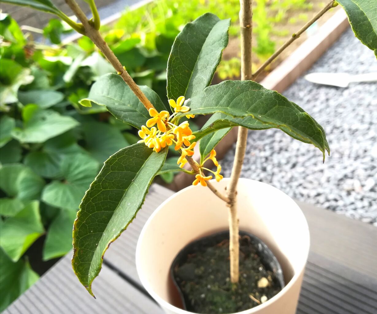 金木犀 北海道で育つかなあ 節約ライフを楽しまなきゃ