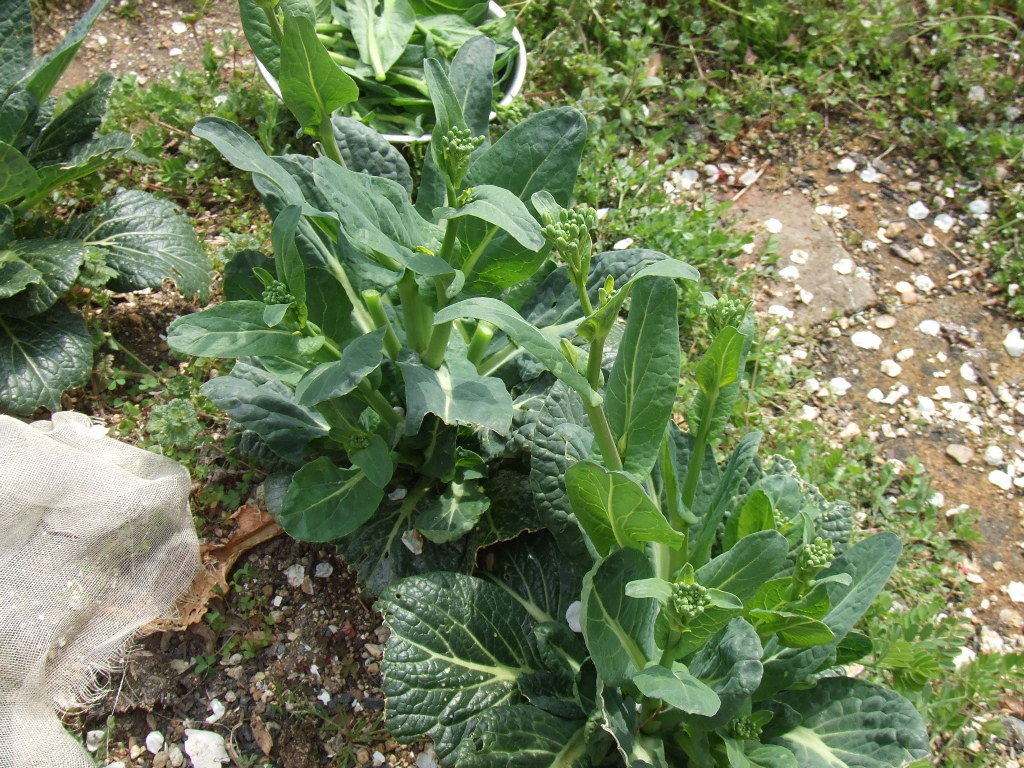 小松菜の菜の花を食べるよ