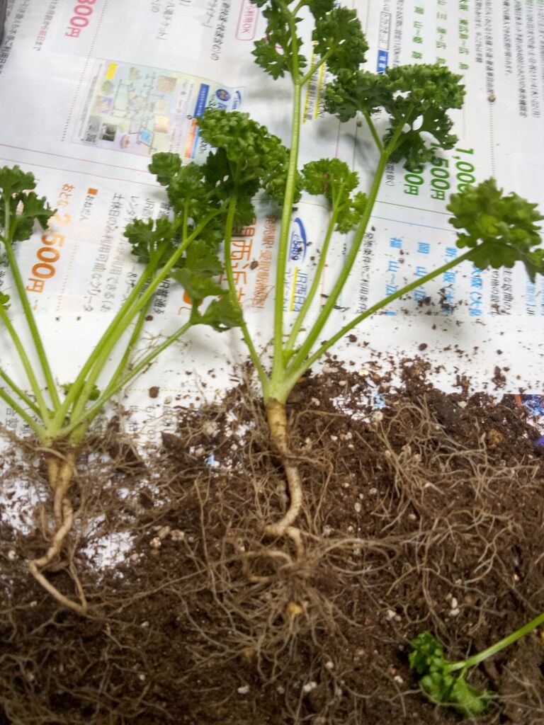 優雅に節約生活 お金をかけないガーデニング